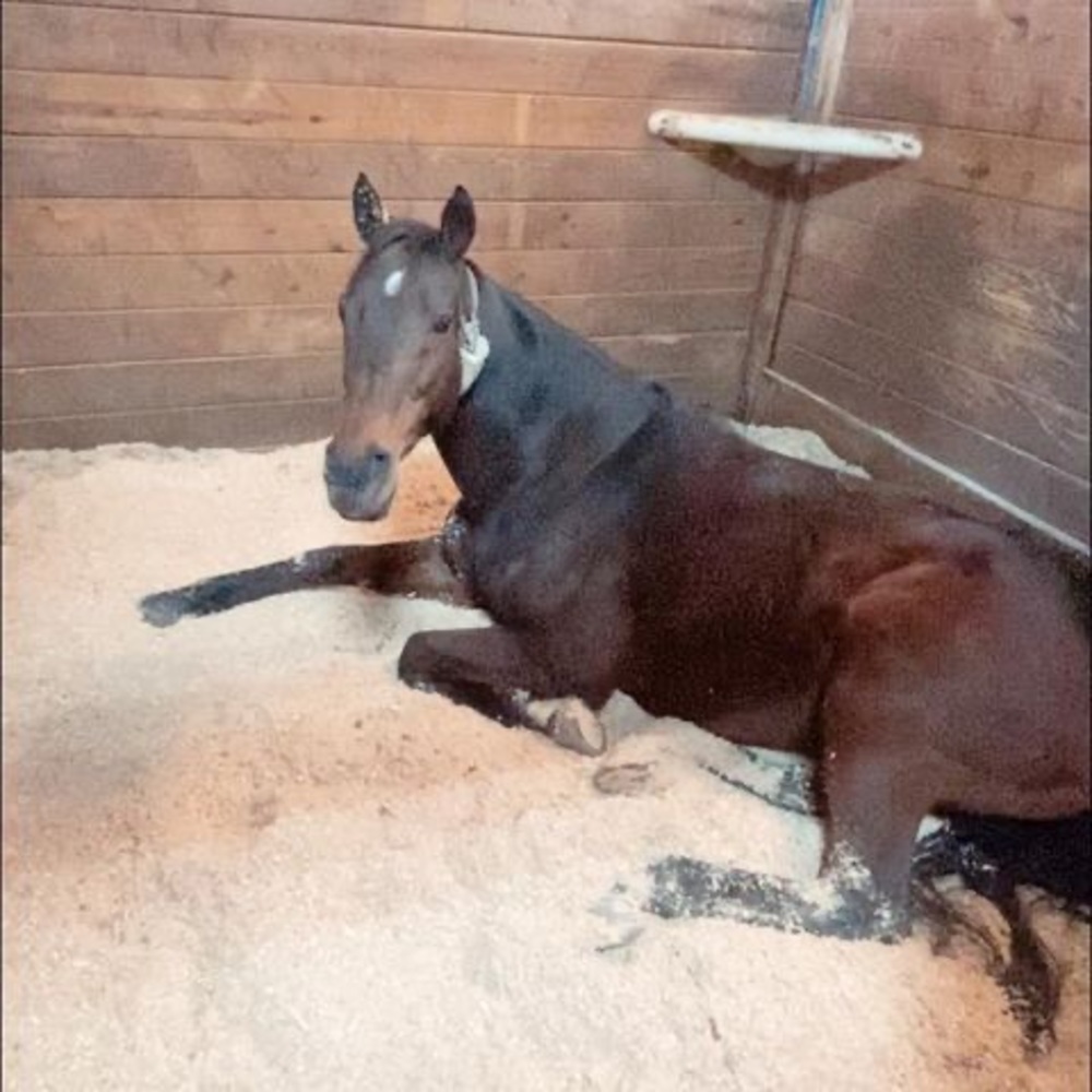 Meet your Posher, Jess